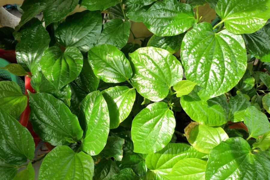 5 Cách Trị Viêm Xoang Mũi Dân Gian Đơn Giản, Hiệu Quả Tại Nhà 12 lá lốt là bài thuốc trị viêm xoang dân gian công hiệu